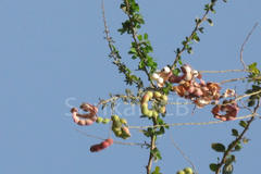 Pithecellobium dulce